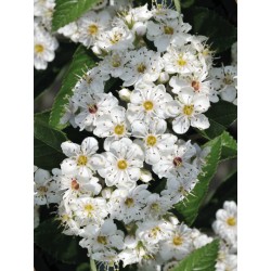 Biancospino, Tisana 100g