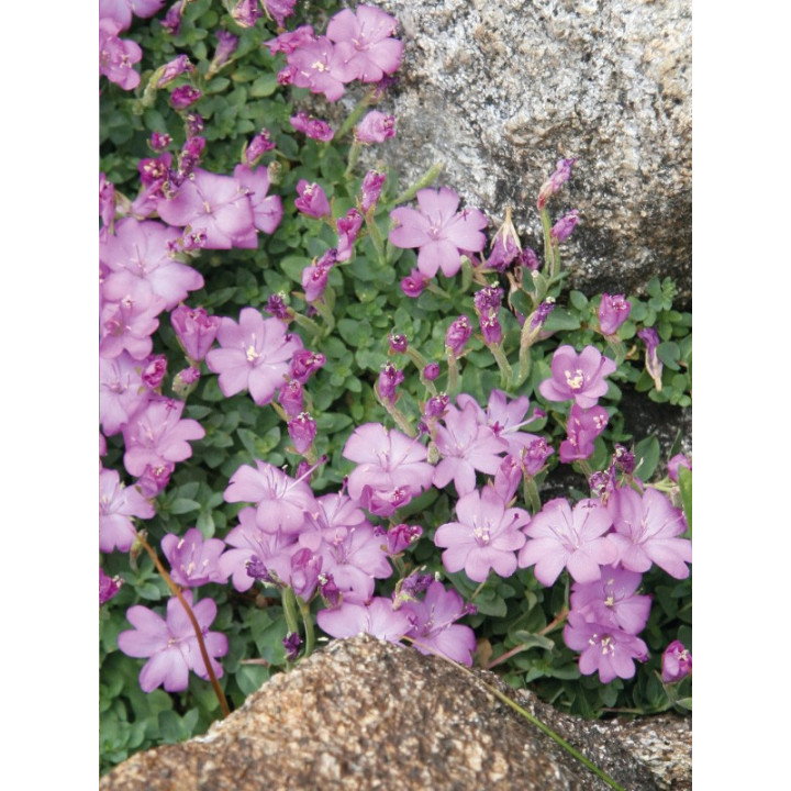 Epilobio Parviflorum, Tisana 100g