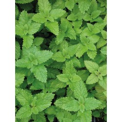 Melissa, Tisana 50g