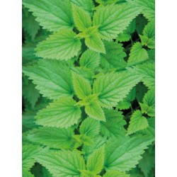 Ortica, Tisana 50g