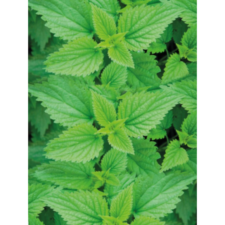 Ortica, Tisana 50g