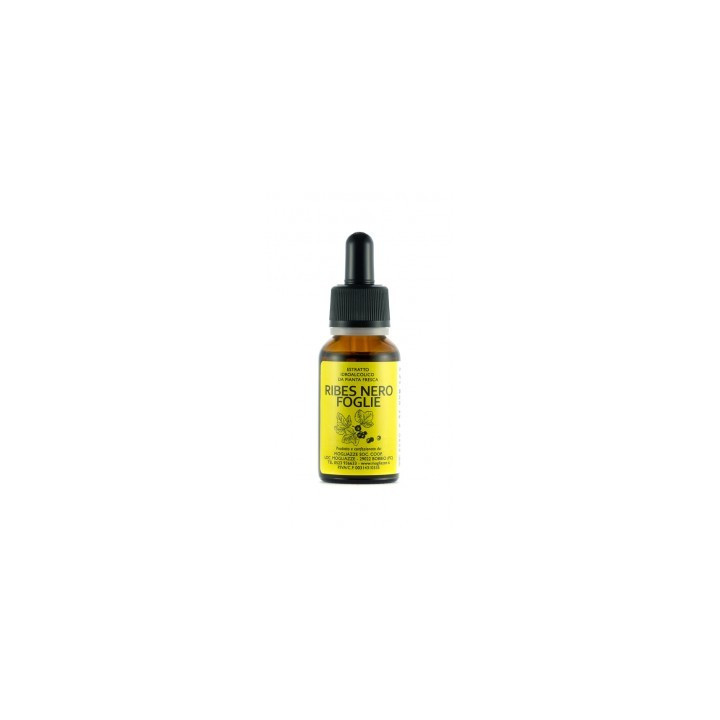 Ribes Nero foglie Tintura Madre 20ml