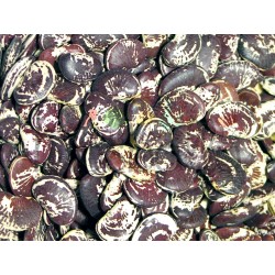 Fagioli di Lima - PRODOTTO...