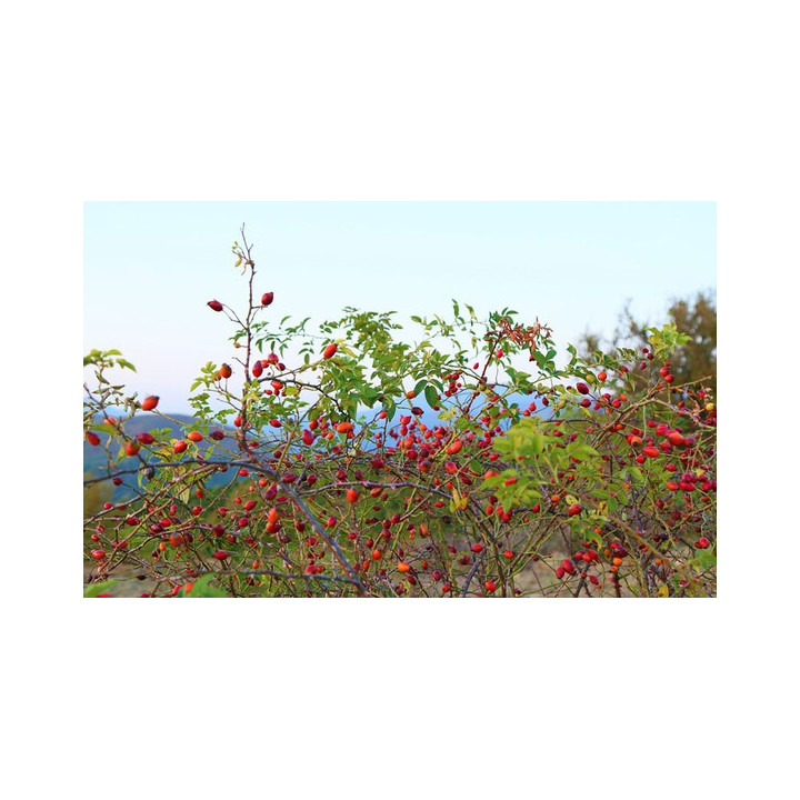 Cinorrodi Rosa Canina 1kg
