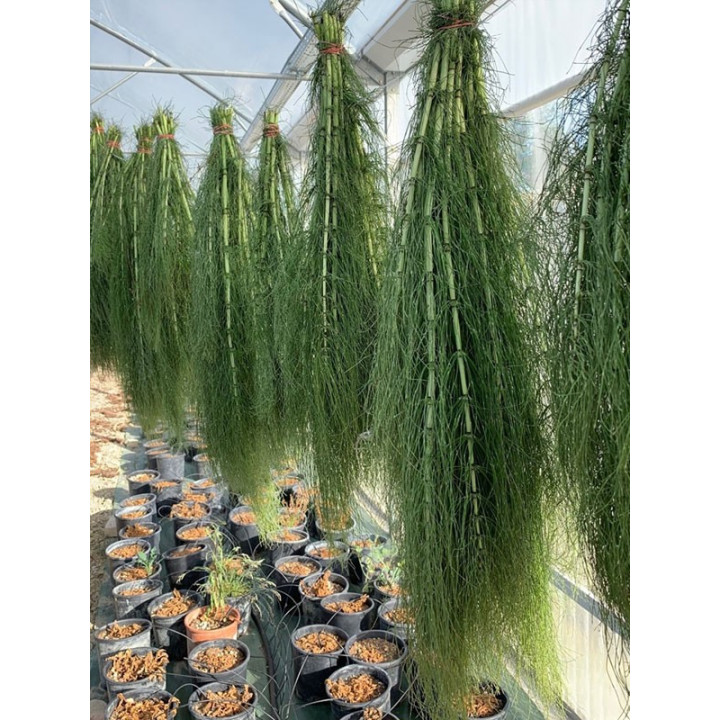 Equiseto in polvere 30g