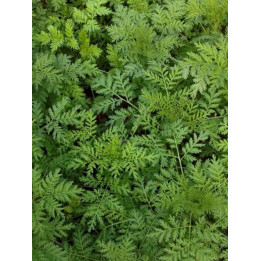 Artemisia Annua, Tisana 100g