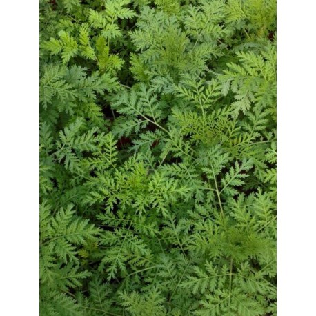 Artemisia Annua, Tisana 100g