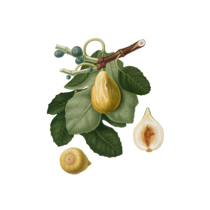 Libro "Pomona italiana - Fichi" di Giorgio Gallesio