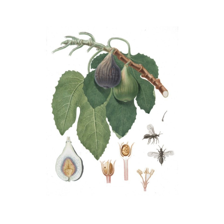 Libro "Pomona italiana - Fichi" di Giorgio Gallesio