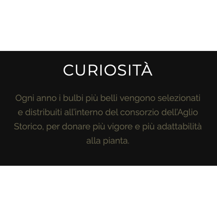 Aglio di Caraglio Slow Food resta 7 teste