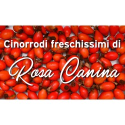 Cinorrodi freschi Rosa...